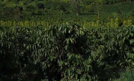 Cà phê Khe Sanh – Tuyệt phẩm cà phê từ đất lửa Quảng Trị
